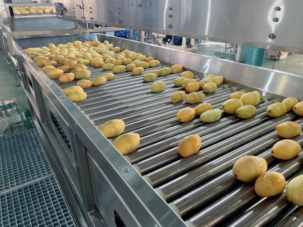 mango processing machine-goldcheer